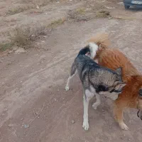 سگ هاسگی|سگ|سیرجان, |دیوار