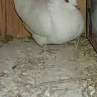 کبوتر پرشی ساعتی