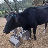 گاو دو رگ هلشتان ۴ ساله|حیوانات مزرعه|سنگر, |دیوار