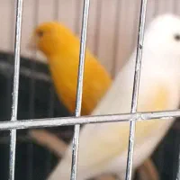 درود بر شما قناری ماده آماده