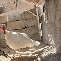 بوقلمون|حیوانات مزرعه|دهدشت, |دیوار