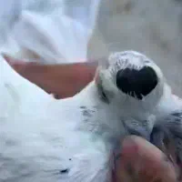 جوجه طوقی گمشده ۲تا