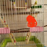 یک عروس هلندی گم شده