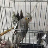 عروس هلندی|پرنده|باقرشهر, |دیوار