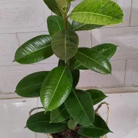 گل زاموفیلیا