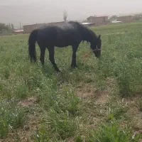 اسب|اسب و تجهیزات اسب‌سواری|کمره, |دیوار