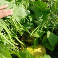 لوبیا سبز تازه و ژله ای بذر آمریکایی