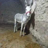 الاغ|حیوانات مزرعه|ملایر, |دیوار