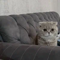 گربه خانگی اسکاتیش