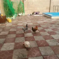 مرغ تخم‌گذاری و خروس