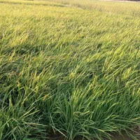 ۵۰۰۰متر زمین  برنجکاری پشتکوه چم خون