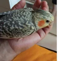 عروس هلندی نر سخنگو