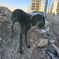 توله سگ شکاری دنبلان