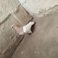 کفتر