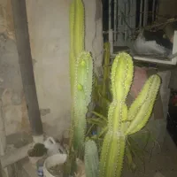 کاکتوس