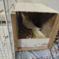 عروس هلندی با جوجه