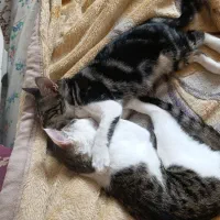بچه گربه|گربه|زاهدان, |دیوار