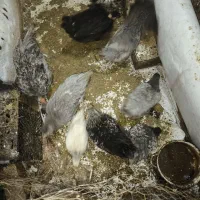 جوجه های نژاددار پاپری