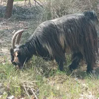 بعده. دوبر|حیوانات مزرعه|گتوند, |دیوار