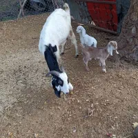 بزبزغاله داردوقلو|حیوانات مزرعه|علی‌آباد کتول, |دیوار