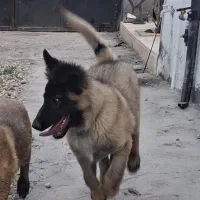 سگ مالینویز یک ساله نر