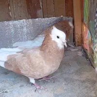 کبوتر شازده زرده جفت فروشی