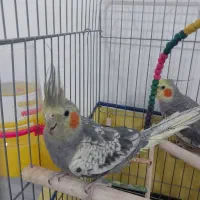 عروس هلندی سخنگو