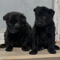 سگ ژرمن بلک نروماده اصیل دوماه یکجای فی ۳۰ م ت