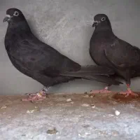 کفتر  خارجی|پرنده|باقرشهر, |دیوار