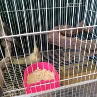 عروس هلندی ماده