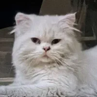گربه پرشین سفید برفی