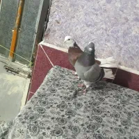 کبوتر شازده|پرنده|فاضل آباد, |دیوار