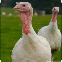 بوقلمون  گوشتی