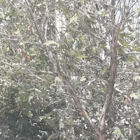 علف زنی باغ انجام میشود