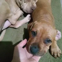 واگذاری توله پیتیبول ۲ماهه