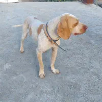 توله سگ دنبلانی|سگ|گلی داغ, |دیوار