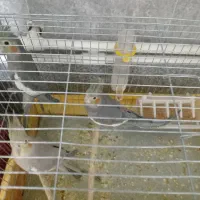 عروس هلندی|پرنده|تسوج, |دیوار