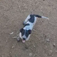 شان توله قدر جونی