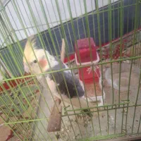 عروس هلندی دستی