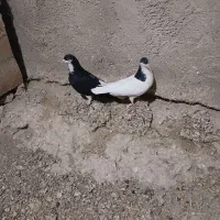 سلام ی حفت سیاه پوش نروماده.|پرنده|قزوین, |دیوار