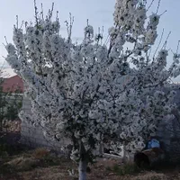 ملک تجاری مسکونی فلکه قهرمانان