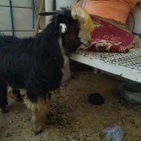 بیگ نر