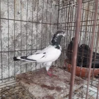 کبوتر پاکستانی