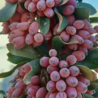 زرشک تازه درجه ۱ ارگانیک