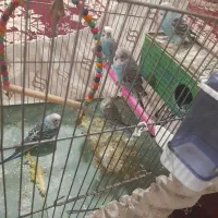 مرغ عشق با جوجه