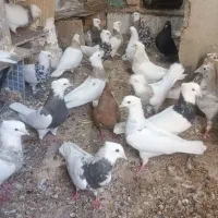 پر ندها. درج.  از. در خونه. میبری|پرنده|شوشتر, |دیوار