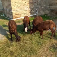 بره ماده قزل افشار