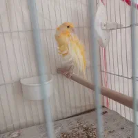 جفت قناری فری|پرنده|مشهد, شهرک مهرگان|دیوار