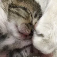 گربه|گربه|قم, بنیاد|دیوار