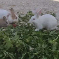 تعداد 6خرگوش 5ماده آبستن|موش و خرگوش|فریمان, |دیوار